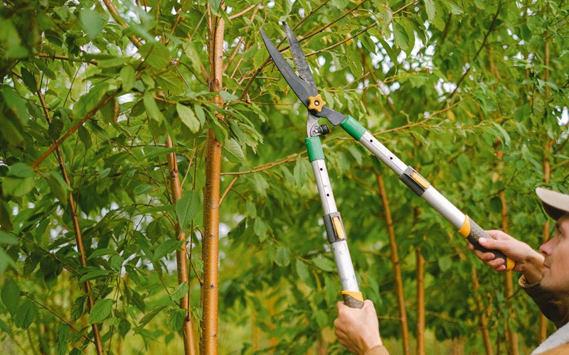 Tree trimming in Clifton Park, NY